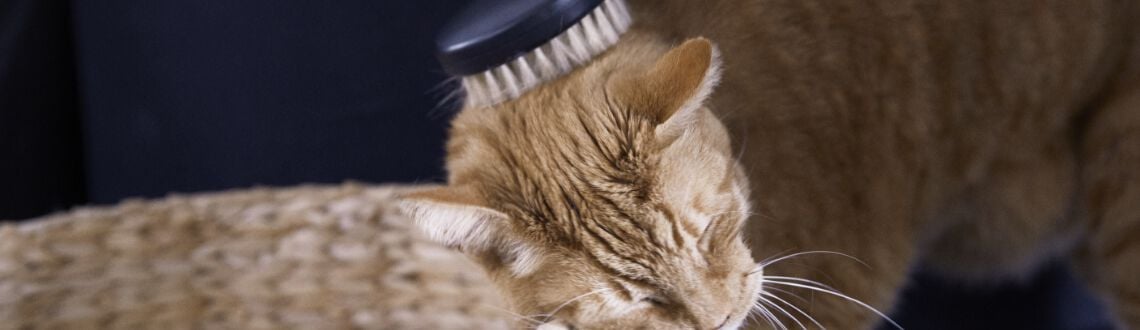 [paste advice page name here]